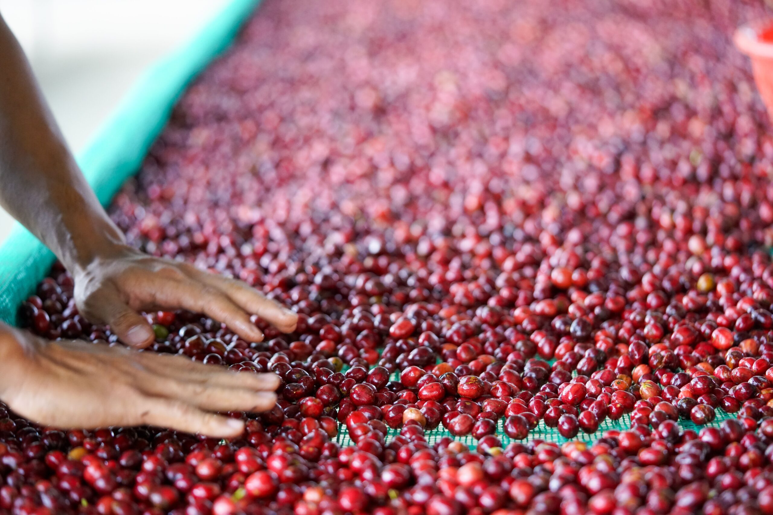 Selección de granos de café maduros en finca